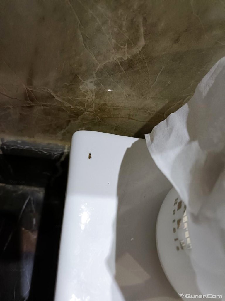 蟑螂拉尿在嘴角图片图片